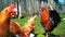 Brown domestic chickens and a rooster eat food on the green spring grass