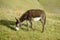 Brown domestic donkey eats grass