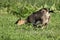 Brown domestic goat kneels and eats grass