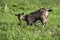 Brown domestic goat kneels and eats grass
