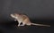 Brown domestic rat