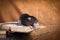 Brown domestic rat