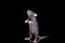 Brown domestic rat on a black background