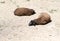 Brown domestic sheep sleep on the ground