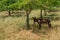 Brown donkey animal mammal standing in the shadow