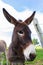 Brown donkey behind wire fence. Curious fluffy donkey looking at camera. Rural scene. Domestic animals. Livestock concept.