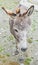 Brown donkey with colored ears, outdoor standing, portrait