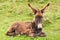 Brown donkey foal resting on grass