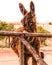 A brown donkey inside a farm fence