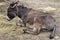 Brown donkey lying on the ground Equus asinus