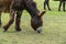 Brown donkey, mule on a pasture