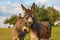 brown donkey at paddock