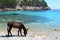 Brown donkey searching for food on the beach of Cala Murta Port, Spain