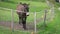 Brown donkey standing behind wired fence looking around