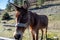 Brown donkey tied at stone rural field background. Portrait of domestic animal, close up view