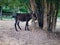 a brown donkey tied to a tree in a field. hides from the sun