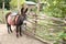 Brown donkey tied to a wicker fence