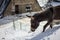 Brown donkey walking through the snow in front of a cabin