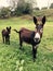 brown donkeys mother and son in a meadow