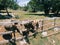 Brown donkeys peeking out from behind a wooden fence in the park