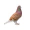 Brown dove