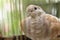 Brown dove in the cage