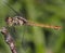 Brown Dragonfly