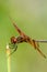 Brown dragonfly