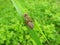 Brown dragonfly cast on green grass, Lithuania