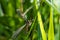 Brown dragonfly on a green grass wire