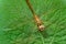 Brown dragonfly on leaf