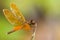 Brown dragonfly macro. Dragonfly with spread wings closeup sitting on a green grass leaf with bright green background