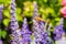 A brown dragonfly perching on the top of blue sage salvia flowers in the park in Shenzhen, China