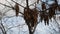 Brown dried european ash-tree seeds on a branch sway in the wind in autumn