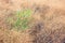 Brown dried Flower in bloom in a dry grassland on top of a mountain