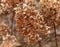 Brown Dried Hydrangea Flowers in Early Spring Garden