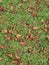 brown dried leaves dropped on green grass ground floor after raining