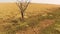 A brown dried out tree