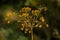 Brown dried overblown hogweed flowers