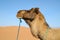 Brown dromedary