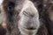Brown dromedary camel head detail portrait