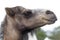 Brown dromedary camels head