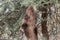 Brown dromedary Camelus dromedarius eating thorny acacia branches