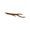 Brown dry branch of tree. Wood for bonfire or fireplace. Organic material. Isolated flat vector design