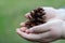 Brown dry cone palms. Symbolism protect nature. Macro. Selective focus.