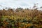 Brown dry leafs and white flower stalks of dangerous plant Parsnip Sosnowski Heracleum, giant hogweed in a field