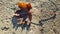 Brown dry maple leaf in sunlight atop textured concrete surface