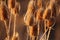 Brown and Dry thistle heads with an isolating, obscure background