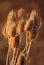 Brown and Dry thistle heads with an isolating, obscure background