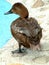 BROWN DUCK